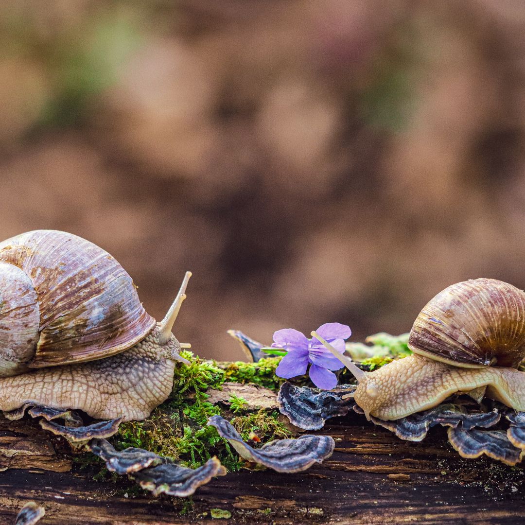 Ingredient Profiles and Procurement Standards for Snail Mucin Essence Bestsellers at Olive Young